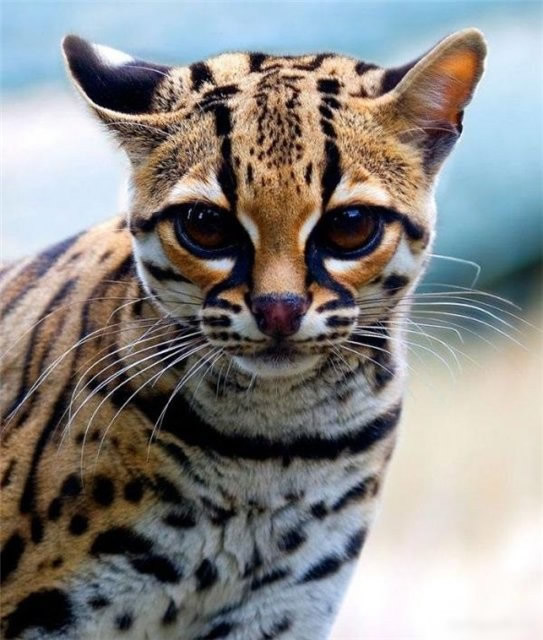 Marguays are a breed of wild cat. Here's an amazing story about marguays 